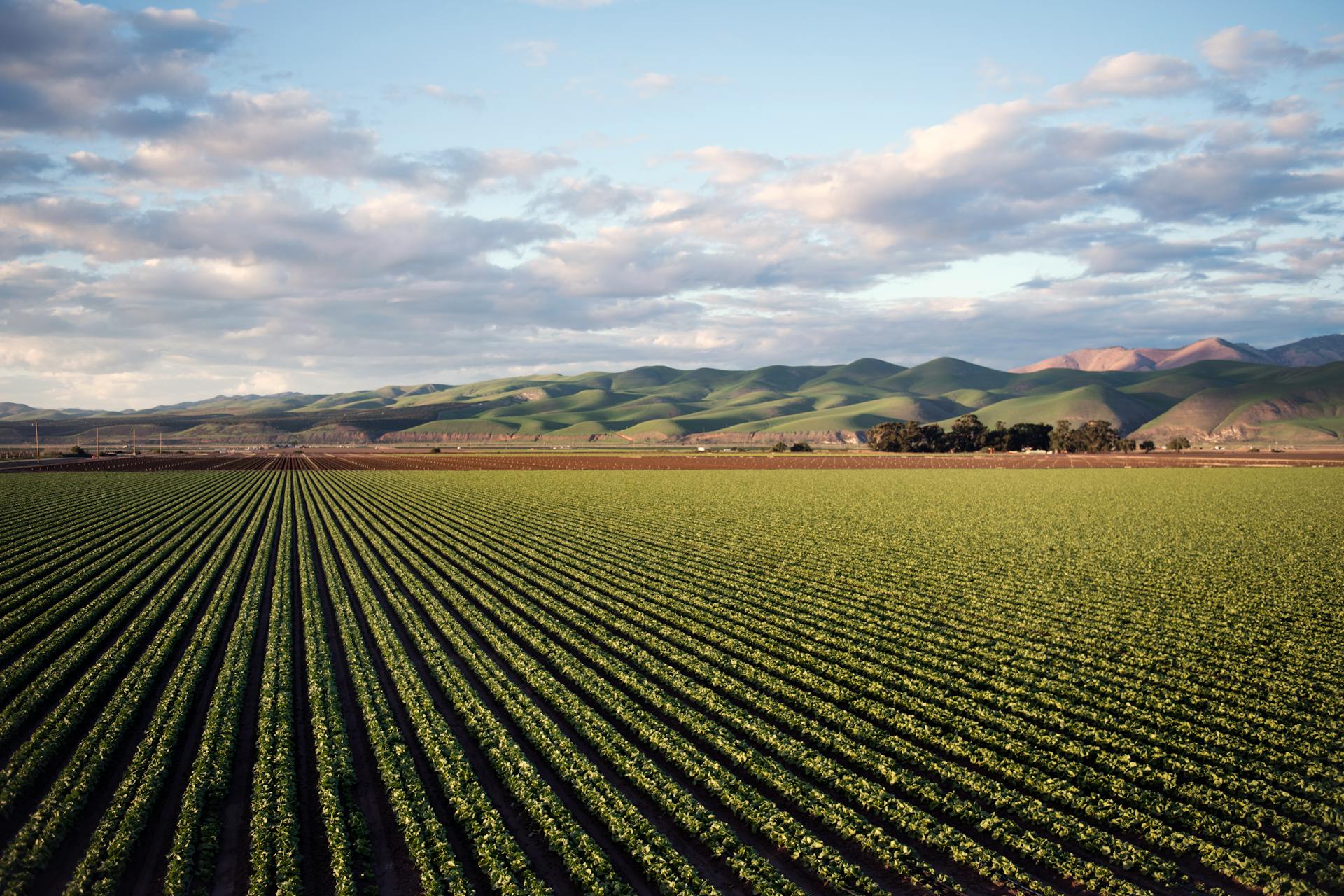 Crop systems and agricultural production